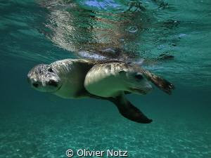 Playful sea lions at the west coast of Australia by Olivier Notz 